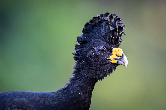 Great Curassow