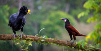 Great Curassow