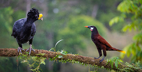 Great Curassow