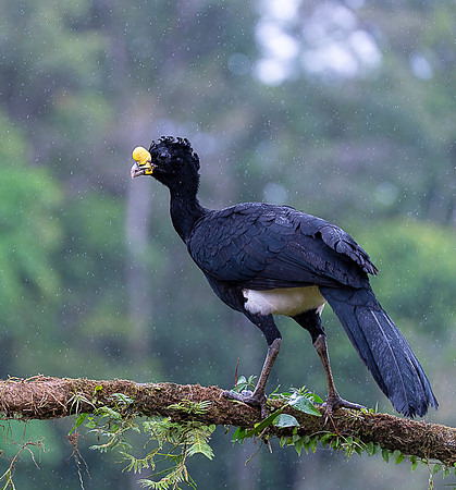 Great Curassow