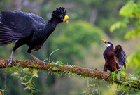 Great Curassow