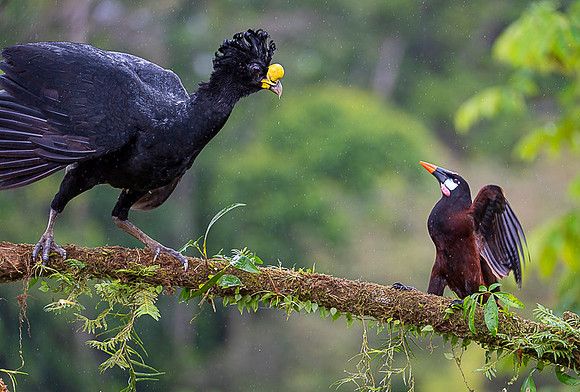 Great Curassow