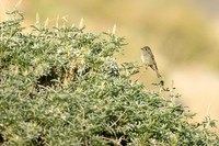 Hammond's flycatcher