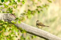 Hammond's flycatcher