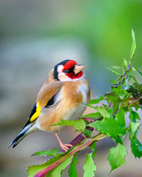 Goldfinch