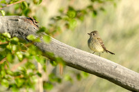 Hammond's flycatcher
