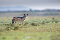 Black Backed Jackal