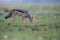 Black Backed Jackal