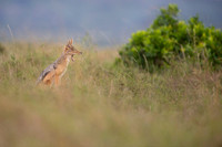 Black Backed Jackal