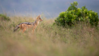 Black Backed Jackal