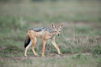 Black Backed Jackal