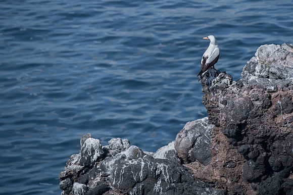 Nazca Booby