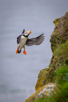 Horned Puffin