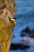 Horned Puffin