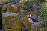 Horned Puffin