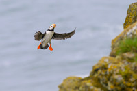 Horned Puffin