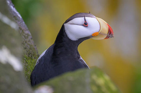 Horned Puffin