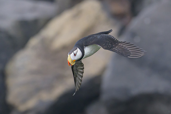 Horned Puffin