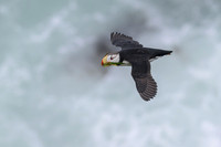 Horned Puffin