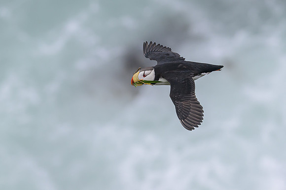 Horned Puffin