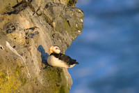 Horned Puffin