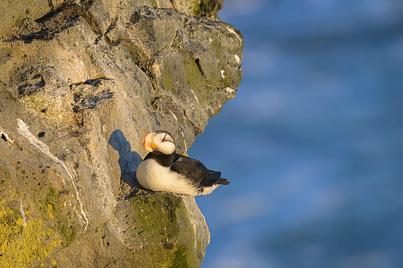 Horned Puffin