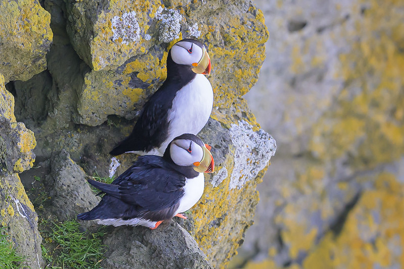 Horned Puffin