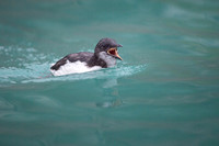 Brünnich's guillemot