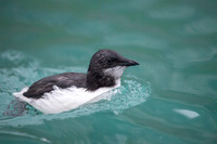 Brünnich's guillemot