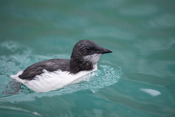 Brünnich's guillemot
