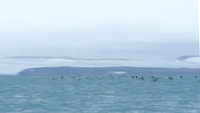 Brünnich's guillemot