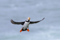 Horned Puffin