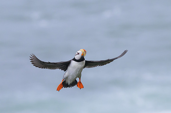 Horned Puffin