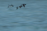 Brünnich's guillemot