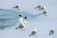 Brünnich's guillemot
