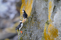 Horned Puffin
