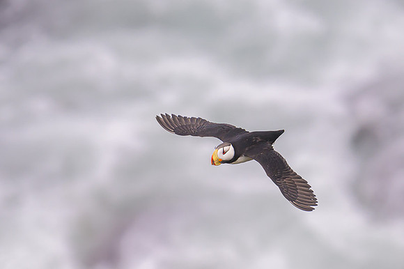 Horned Puffin
