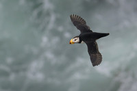 Horned Puffin