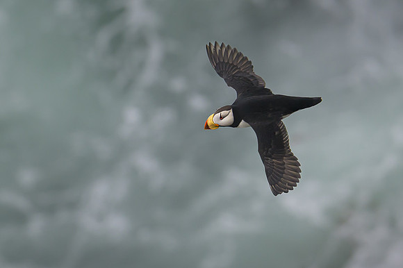 Horned Puffin