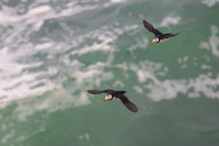 Horned Puffin