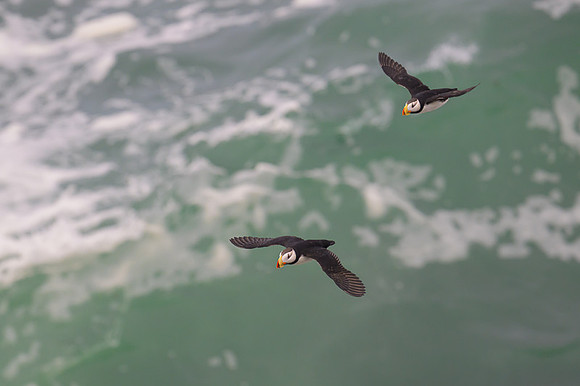 Horned Puffin