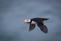 Horned Puffin