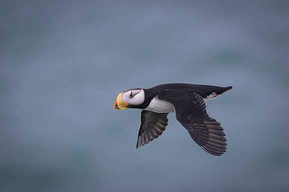 Horned Puffin