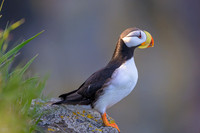 Horned Puffin