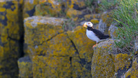 Horned Puffin