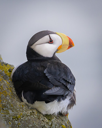 Horned Puffin