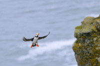 Horned Puffin