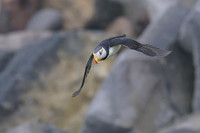 Horned Puffin