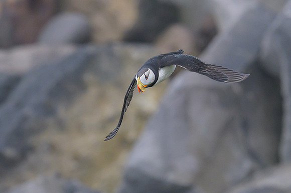 Horned Puffin