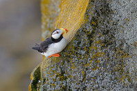 Horned Puffin